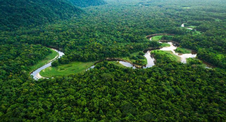 Save Trees with Bitcoin: Amazonian Charity Campaign Appeals to Crypto Community