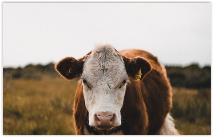 New Blockchain-Based System Will Track Steers From Hoof to Plate